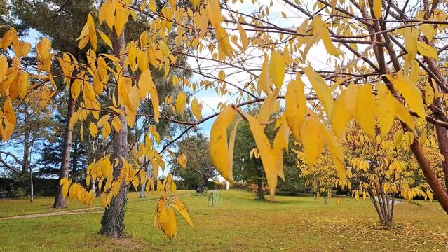 Yellow and orange autumn leaves on the tree in park,autumn season