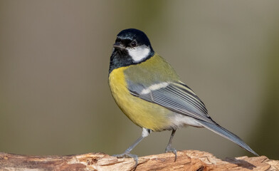 Great tit in autumn at a wet forest
