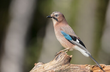 Eurasian Jay - in autumn  at the wet forest
