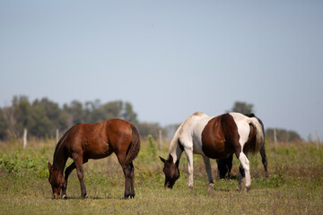 Naklejka na ściany i meble Amazing and great horses of argentina