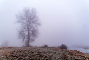 Autumn landscape of the Narew Valley shrouded in fog, Podlasie, Poland