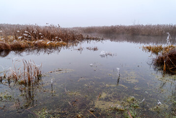Autumn landscape of the Narew Valley shrouded in fog, Podlasie, Poland