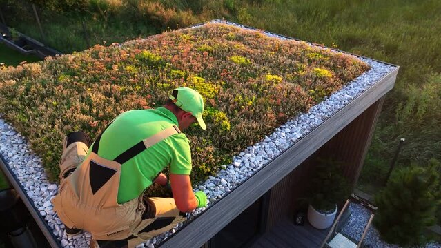 Caucasian Gardener Checking on a Sedum Living Roof