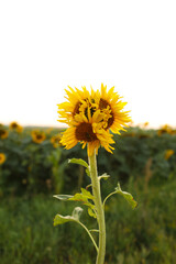 Unusual modified sunflower mutation at field. Deformulated conjoined mutated yellow flower with...