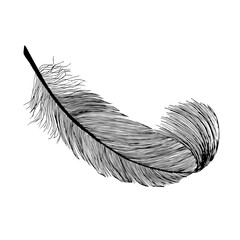 Black fluffy feather. Hand drawn vintage art realistic feather, detailed isolated vector elegant silhouette sketch