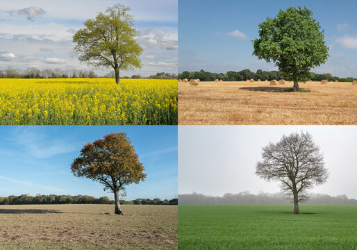 4 saisons, arbre au printemps, &eacute;t&eacute;, automne, hiver