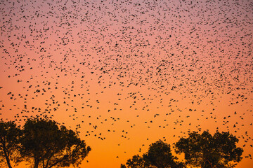stormo uccelli tramonto