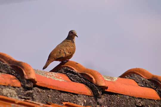 bird known as common pigeon (Columbina passerina) perched on top of an old roof, under a cloudless blue sky.