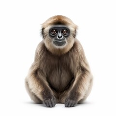 Fototapeta premium Gibbon