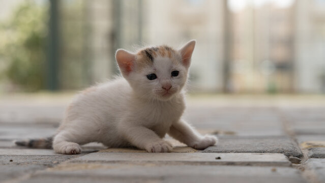photograph of a three-day-old kitten, a street cat of Middle Eastern origin.