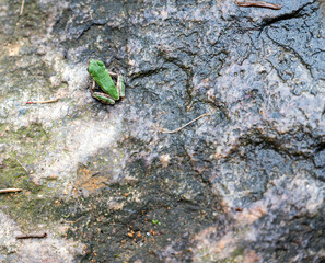Juvenile American Toad on a textured rock high angle rear view