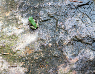 Juvenile American Toad amphibian on a textured wet gray rock high angle rear view