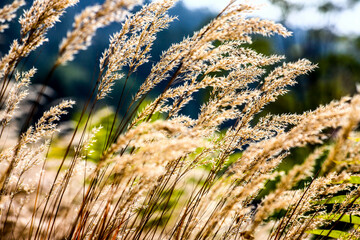 Grass lit in the morning sun in mountain. HDR Image (High Dynamic Range).