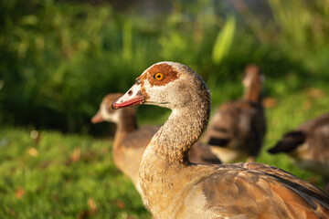 Head of a male Nile goose (Alopochen aegyptiaca)