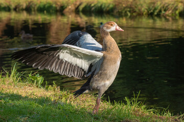 Young Egyptian goose (Alopochen aegyptiaca)  with spread wings next to the pond