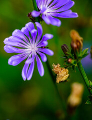 Closeup picture of blue flowers on green background