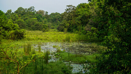 The marsh and lake nearby the sigiriya srilanka