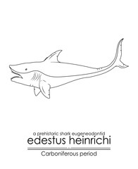 Edestus Heinrichi, a prehistoric shark eugeneodontid, creature from the Carboniferous Period, also known as the scissortooth shark. Black and white line art illustration, ideal for coloring.