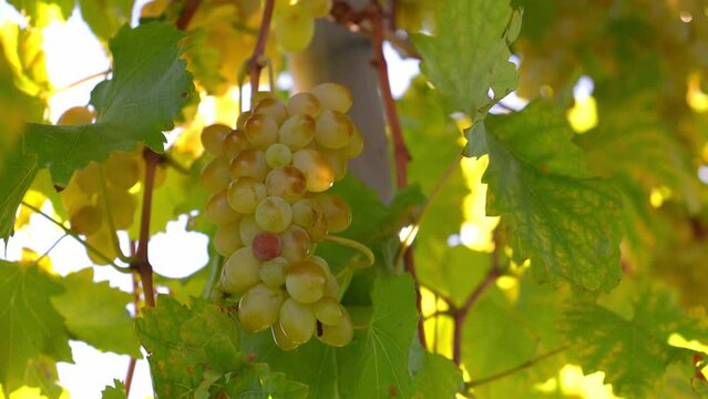 Sweet and delicious ripe white grapes on vines on tree in sunlight during wine harvest on green background in vineyard. Organic Organic Food, Nature Fine Wine