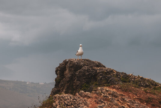 gaivota num rochedo 