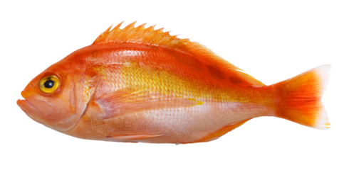 Schlegel red bass, PNG