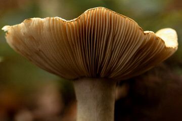 Pilz mit Lamellenschirm auf Waldboden