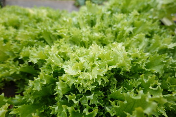 cultivation of escarole in the vegetable garden. macro of escarole leaves. planting escarole.