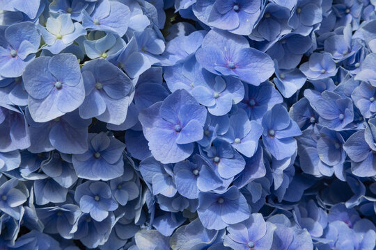 Fond de fleurs d'hortensia bleue	