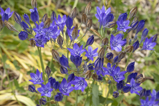 Fleurs bleues de  Triteleia laxa