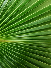 Close up of a green leaf, backgrounds and textures.