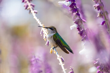 Hummingbird pollinating lavenders at rest