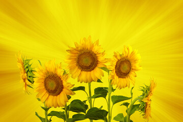 Obraz premium Bouquet colorful flowers