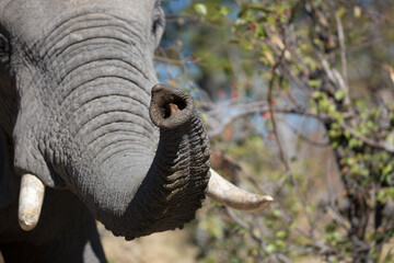 Close up of free ranging African elephant trunk