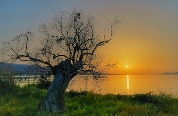 Fototapeta premium Sonnenaufgang mit Olivenbaum am Meer