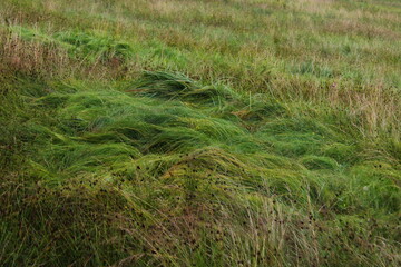 grass in the wind