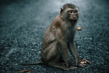 Beautiful monkeys on the road. Animal primates. Monkey mountain in thailand. Sunny day. Macaques on the street.	
