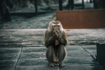 Beautiful monkeys on the road. Animal primates. Monkey mountain in thailand. Sunny day. Macaques on the street.	
