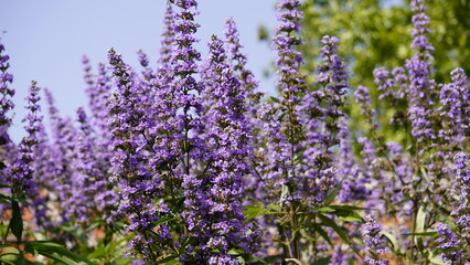 Obraz premium field of lavender