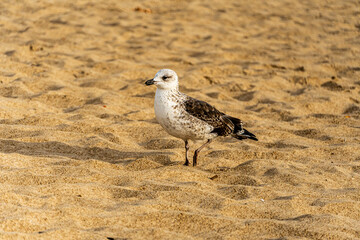 Seagull at the Beach