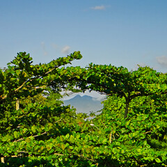 misty mountain peaks in the Serra do Mar, framed by the intertwined tops of verdant trees, under a sky with few clouds.