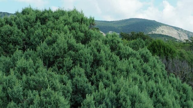 Juniperus foetidissima, foetid juniper, stinking juniper, family Cupressaceae. Juniper branches sway in the wind against the backdrop of the Caucasus mountains. Sukko, Utrish, reserve of relict plants