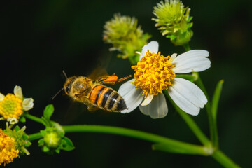 flying bumble bee