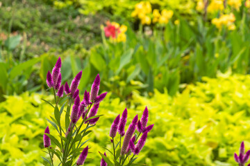 Colorful and cheerful nature scene