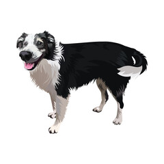 Border Collie dog side view. Sticker on a white background. Cute detailed collie Drawing. Cartoonish style. Popular character. Black and white, dog outlines. Silhouette. Flat style. Dog sticker. Smile