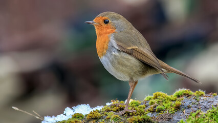 robin  bird perched on a rock
