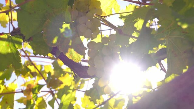 bunch of prosecco white grapes on vine vineyard video with bright sun beam. Close-up of grapes on branches ripened in sun at local farm selling sweet and ripe grapes at market.