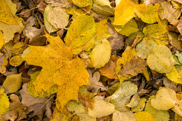 Fallen yellow leaves. Fallen leaves cover a dirt road in the autumn forest. Maple, Oak, Hornbeam leaves. Background of fallen leaves. View from above.