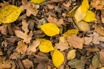 Fallen yellow leaves. Fallen leaves cover a dirt road in the autumn forest. Background of fallen leaves. View from above.