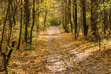 Autumn in the forest. Road in the autumn forest. Fallen yellow leaves on the road in the forest.