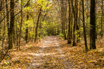 Autumn in the forest. Road in the autumn forest. Fallen yellow leaves on the road in the forest.